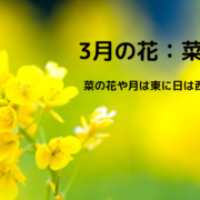 季節感のあるはがきの書き方とコツ 2月の花と花言葉の文例を紹介 はがきを手作り お礼状の書き方と感動を与える四季折々の言葉