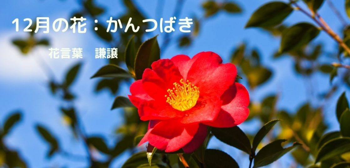 親しい人に出すはがきの挨拶と結び 12月の花と俳句を使った例文を紹介 想いを伝える書き方大全集