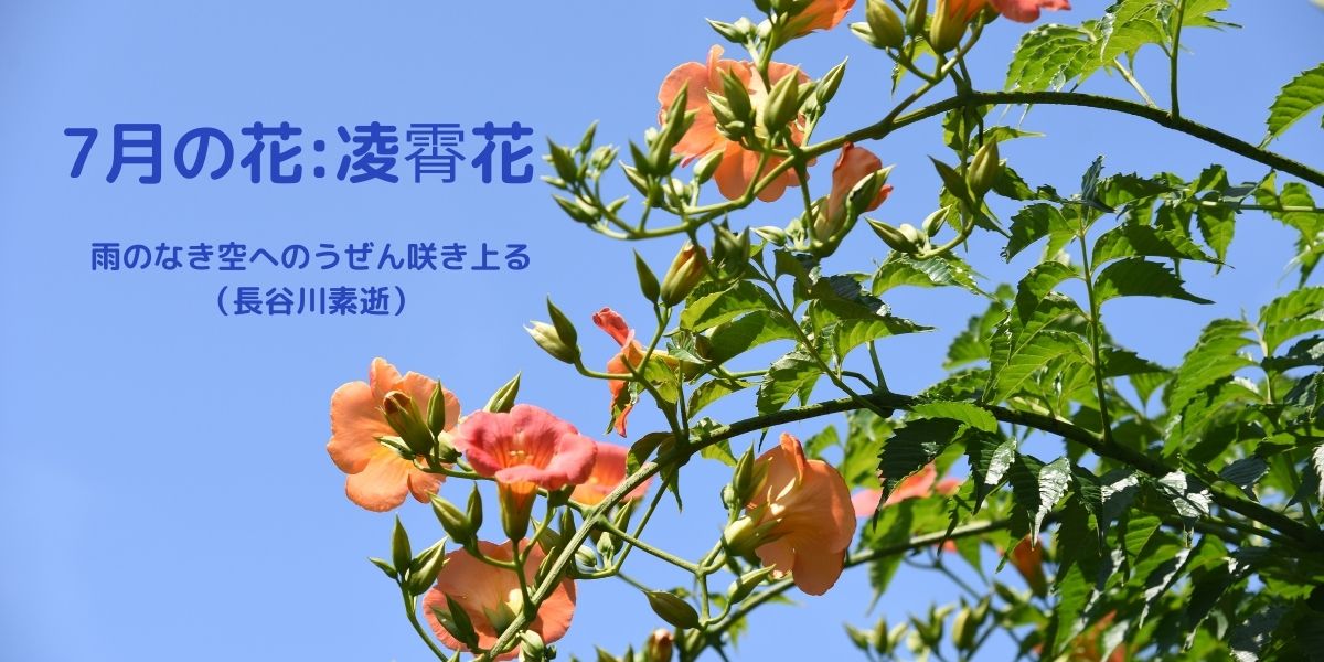 季節感のあるはがきの書き方とコツ 7月の花と花言葉の文例を紹介 はがきを手作り お礼状の書き方と感動を与える四季折々の言葉