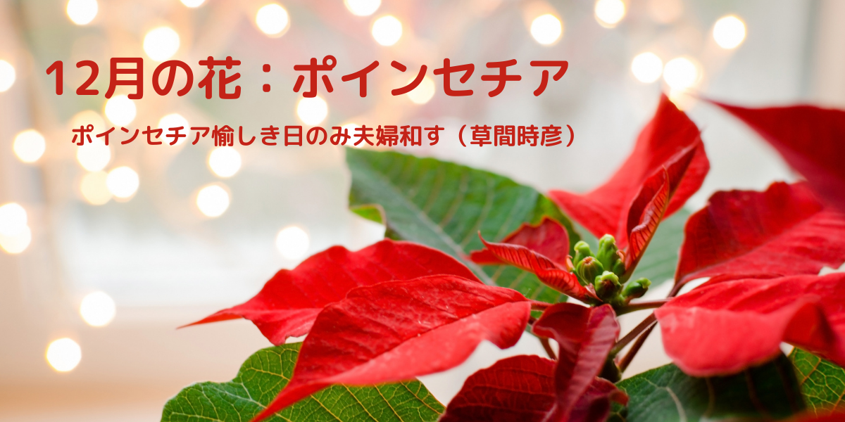 季節感のあるはがきの書き方とコツ 12月の花と花言葉の文例を紹介 はがきを手作り お礼状の書き方と感動を与える四季折々の言葉