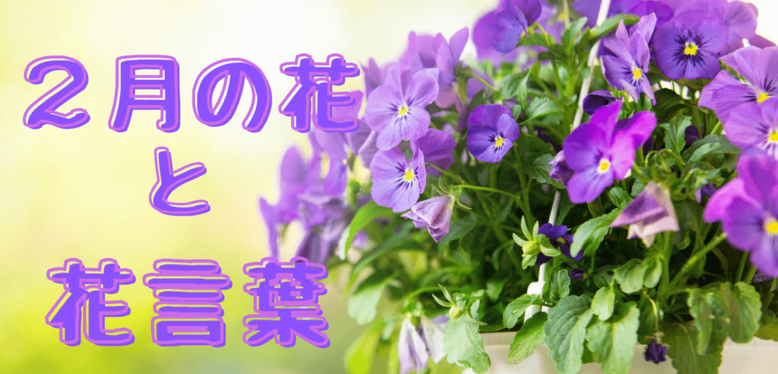 ２月の誕生花一覧 季語と季節の挨拶を紹介 想いを伝える書き方大全集