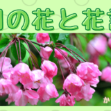 ４月の花と花言葉！季語と季節の挨拶を紹介