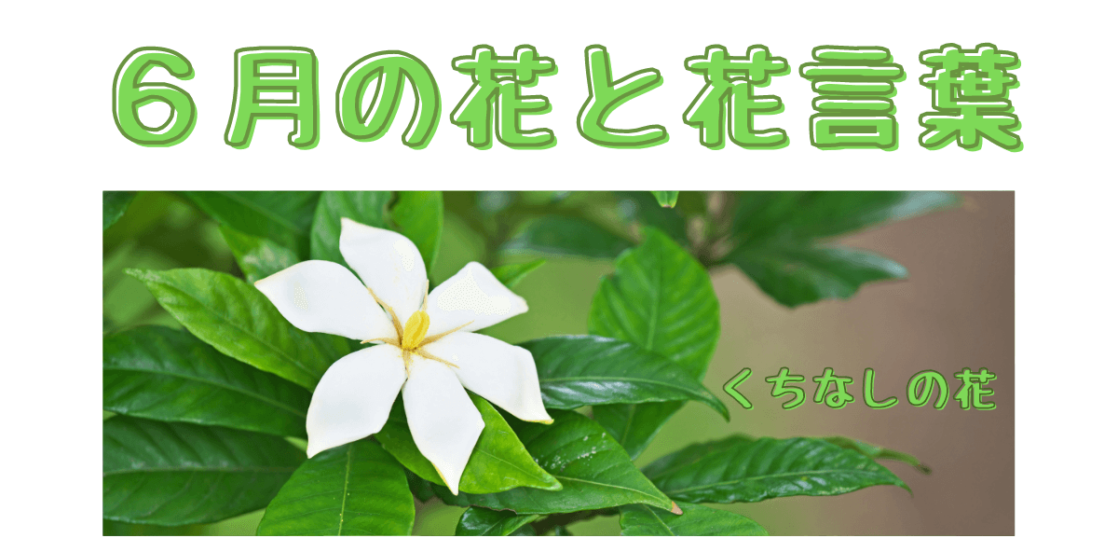 ６月の誕生花一覧 季語と季節の挨拶を紹介 想いを伝える書き方大全集